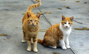 Two orange cats standing and sitting on pavement surrounded by fallen leaves