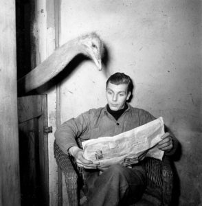 Ostrich looking over the shoulder of a man reading the newspaper