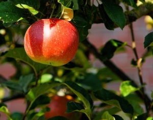 apple growing on an apple tree