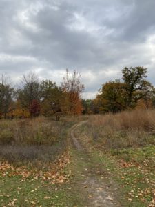 A winding path through a patch of autumn grass. 