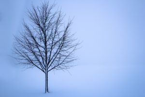 Tree standing in a snowy field. The tree has some snow covering its branches. 
