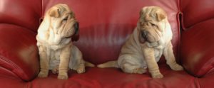 Two puppies sitting on a couch