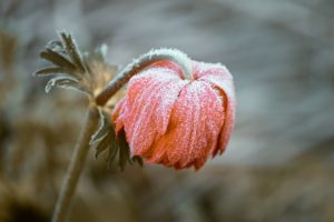Frozen Rose covered in frost