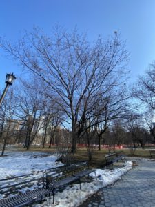 Photo of trees in a park. There is a bench and walkway in the foreground and a large patch of snow covering the grass in the background. 