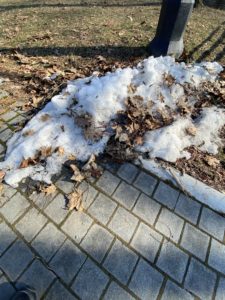 Close up shot of a pile of snow beside a sidewalk and the trunk of a tree.