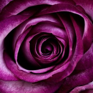 A Purple Rose