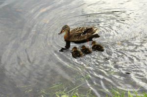 A duck and her three ducklings swimming in a pond.