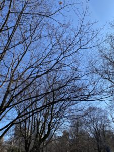 Bare tree branches against a blue sky. 