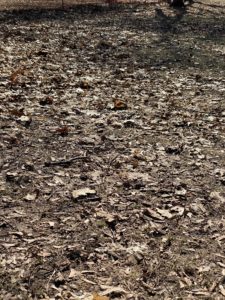 Dead leaves on the ground.