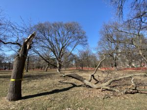 A dead tree. The top half has been shorn off and is lying on the ground. Was it damaged in a storm?