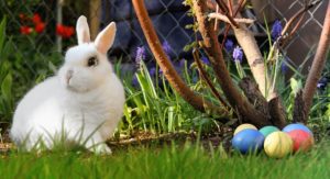 A white rabbit sitting on grass next to coloured easter eggs.