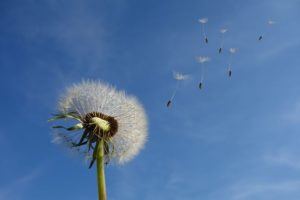 Dandelion seeds being blown away from a mature dandelion plant. 
