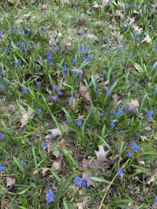 Blue flowers growing in a park. 