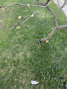 Buds on a small tree.