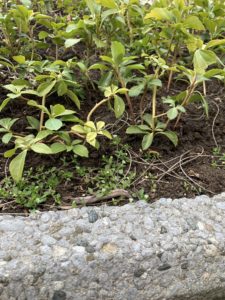 Green plants growing in a concrete planter. 