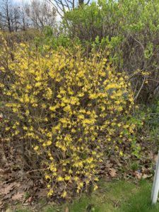 Bushes covered in green leaves and yellow flowers. 