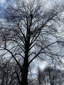 A photo of a bare tree in April. There is a bird's nest in the uppermost branches. 