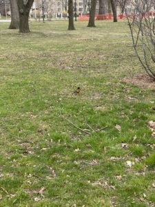 A red breasted robin sitting on a green lawn. 