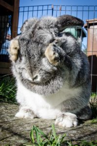 A grey and white rabbit covering its eyes with its paws. 