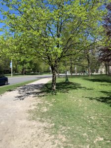 Photo of a dirt jogging trail at a park. It is flanked by vibrant, green trees that have recently awoken from their winter dormancy. 