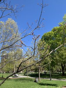 A tree whose leaves are still in the budding stage. There are partially and fully green trees in the foreground of this park shot. 