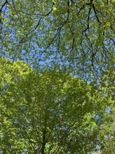 A skyward shot of large, healthy tree branches filled with leaves against a bright blue sky. 