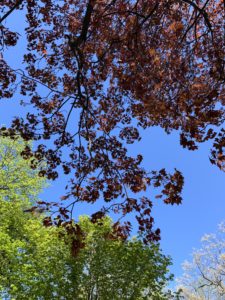 A canopy shot of white, red, and green tree leaves against a bright blue sky. 