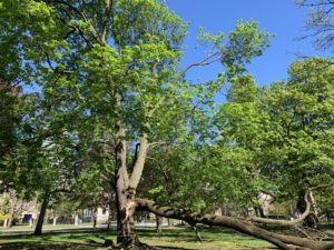 A massive tree with four huge branches, one of which has been shorn off in a storm. 