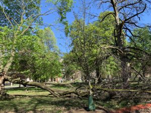 A branch larger than half a dozen full-grown humans that has been shorn off a massive tree in a storm. 