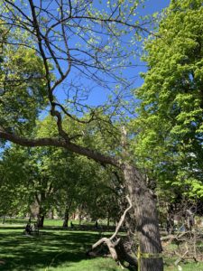 A tree that has lost half of it's trunk but somehow managed to grow green leaves again this spring.