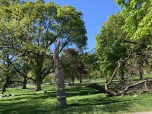 The half of a tree that was ripped off in a storm. It's sitting on the park ground next to the remnant of the tree that has begun to grow leaves again. 