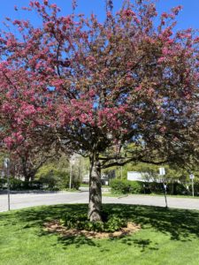 A tree filled with beautiful pink blossoms. 