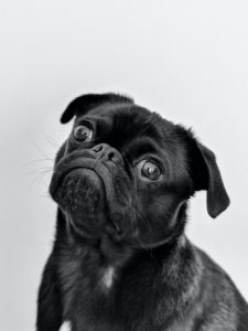 Black and white photo of a black pug tilting her head in confusion