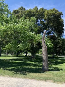 A tree that lost half of it's trunk in a winter storm. The left half that remains has sprouted green, vibrant leaves. 