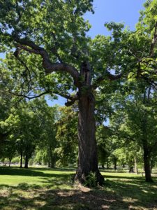 A park filled with large oak and other trees. 