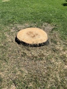 Stump of a tree that's been cut down. 