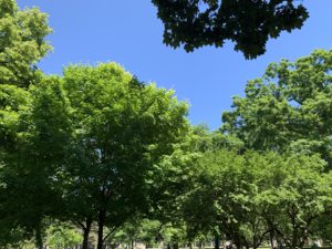 Shot of various canopies of leaves from trees against a bright blue sky. 