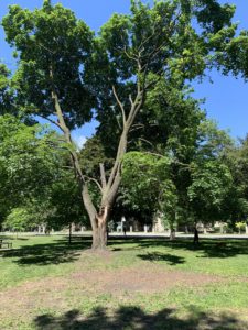 A large tree that lost about a third of its branches in a winter storm. It is now green and vibrant at the end of spring. 