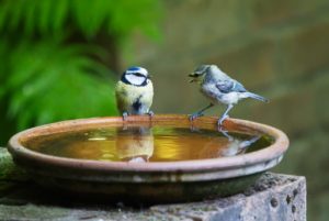 two birds sitting on the rim of a water bowl. One is chirping at the other. 