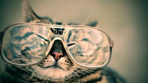 A cat wearing a pair of oversized glasses 