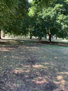 A sun-dappled park. The grass is heavily shaded by the leaves of the enormous trees growing there. 
