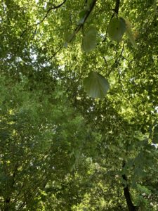 A skyward shot of many overlapping tree branches filled with leaves. They're so lush you can only see a tiny sliver of the blue sky. 