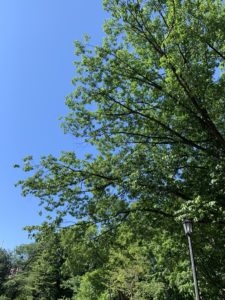 Large, green branches of a tree against a bright blue sky