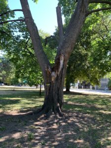 A tree that lost about a third of its branches in a storm last winter. It is green and thriving now. 