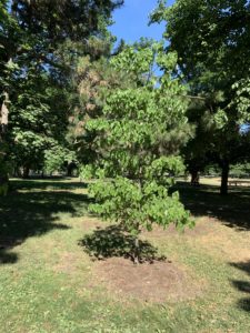 A sapling growing in a park.