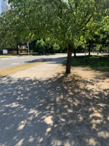 A dusty running trail at a park. The trail is lined with large, healthy trees.