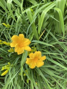 marigolds growing by lush, green plants