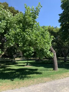 A tree that lost half of it's leaves and branches in a winter storm last winter. The remaining half are green and lush. 