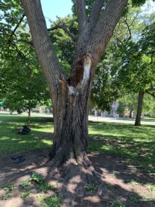 A tree that lost a third of its branches last winter. There is lots of damage in the trunk. 