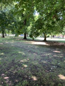 A green, leafy, shaded, area in a park. 